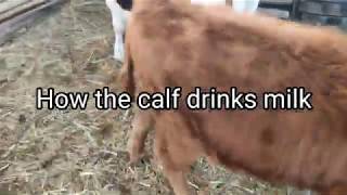Women Breast Feeding The Calf