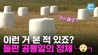 [엠빅네이처] 가을만 되면 어김없이 나타나는 이것들은 도대체 뭐지?