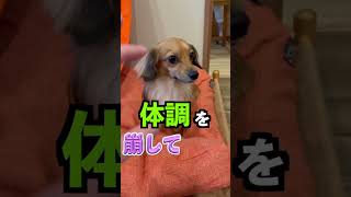 犬に夏これすると危険です