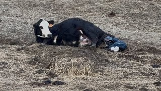 We sold the heifers, more births, \u0026 finally a “new” tractor!