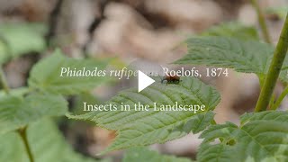 アシナガオトシブミ / Phialodes rufipennis Roelofs, 1874