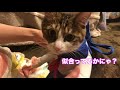 セーラー服のコスプレをする子猫ちま