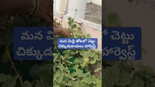 మన మిద్దె తోటలో చెట్టు చిక్కుడుకాయలు హార్వెస్ట్ #Giri garden (గిరి గార్డెన్ ) పూర్తి వీడియో మన చాన