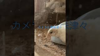 カメラに興味津々なうずら