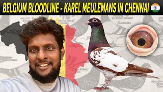 KAREL MEULEMANS - THE BELGIUM BLOODLINE