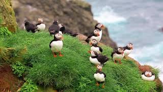 Puffin's in Westman islands