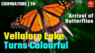 Vellalore Lake Turns Colourful with Arrival of Butterflies | Miyawaki Forest Canopy | Kovai | TN