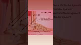 The ankle joint