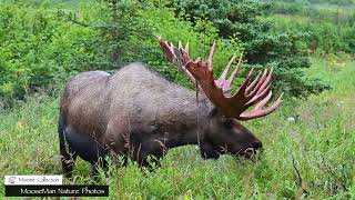 70 INCH BIG BULL MOOSE IS BACK AGAIN #moose