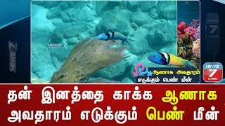 தன் இனத்தை காக்க ஆணாக அவதாரம் எடுக்கும் பெண் மீன் : செய்தி அலசல்