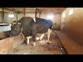 5000$ do'lirga sotilmagan gigant  buqa#mol #qoybozor #cow #hokiz #buqaboqish #buqalar #molbozor