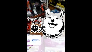 ショッピングカートに柴犬 #Shorts