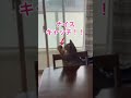 ボールキャッチするのニャ〜