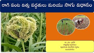 *రాగి పంట సాగు - విత్తు పద్ధతులు || డా. యు. త్రివేణి, శాస్త్రవేత్త (Agro)