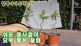 22년8월25일 쉬운 철사걸이와, 묘목의활용 꿀팁!