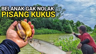 Siapa sangka❓️Pisang kukus jadi umpan andalan mancing ikan belanak