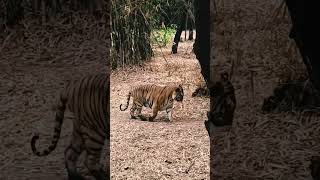 tiger in pune Zoostic park #tiger #pune #shortvideo #youtube #youtubeshort #lion