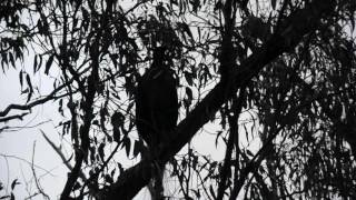 Superb Lyrebird (Menura novaehollandiae) song