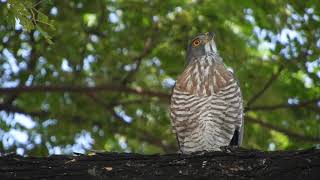 20221104 孔子廟鳳頭蒼鷹 – 兔老爺看著鐵鳳頭 IDF