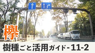 続・ケヤキはなぜ国産随一の銘木なのか（都市林業）