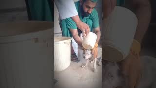 Recovering injured helpless puppy #dogs #rescue #dog #puppy #animals