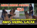 VILLA ANGKER DI JAGA ANJING GALAK