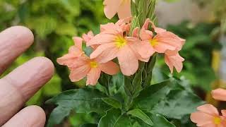 How to grow and care....Crossandra /Fire cracker/Kanakambaram flowers.