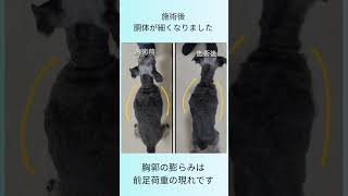 犬の整体研究所　施術ビフォーアフター