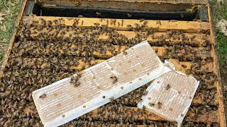 100% Beekeeping Q/A - Pre Spring Bonanza!!!