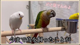 【生態と環境について】 ＃ウロコインコ