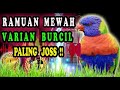 Masteran Jernih Burung Kecil - Masteran Jernih Berjeda