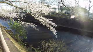 【桜】恩田川