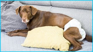 Top 5 Best Dog Diapers For Your Dog Comfort Reviews In 2024