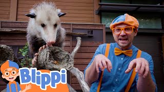 Blippi Goes to the Zoo to Learn About Amazing Animals! | Educational Kids Cartoons | Party Playtime!