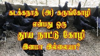 கடக்நாத் நாட்டுக்கோழியா இல்லையா   kadaknath chicken