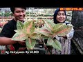 promo aglaonema yang selalu ditunggu. banyak harga lupa bikin mau borong bestie.... eps 1250