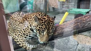 🐆爪とぎ姿がかわいい天王寺動物園のジャガーのロンくん💕😊