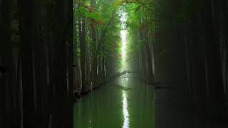 Chinese forest in water           #shorts #viral