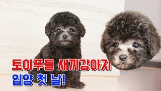 [vlog] 실버푸들 새끼강아지 입양하는날 -토이푸들-