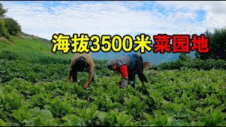 海拔3500米的菜园地，平时怎么打理呢？多余的青菜这样处理可惜吗【嘉绒阿斌】