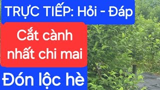 TRỰC TIẾP: Hỏi - Đáp. Cắt cành nhất chi mai đón lộc hè.