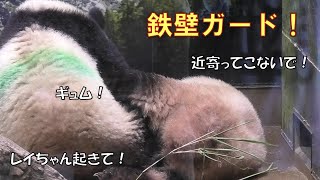 7/27レイレイの足ブロックは母譲り！鉄壁ガードでシャオを近寄らせない！giantpanda @tokyo 上野動物園