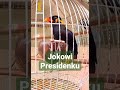 Burung Beo Cinta NKRI | Bisa Ngomong Jokowi Presidenku | Burung Beo Pintar | Pokoke Manuk | #shorts