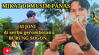 Mikat burung di musim panas lagi!! 