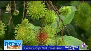 เกษตรสร้างชาติ : เงาะทองผาภูมิ ผลไม้เศรษฐกิจ อร่อยระดับประเทศ