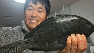 日本海釣，回家後鮮魚料理，紅燒海魚超級好吃，漁獲家常菜