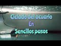 EL CICLADO DE UN ACUARIO EN SENCILLOS PASOS