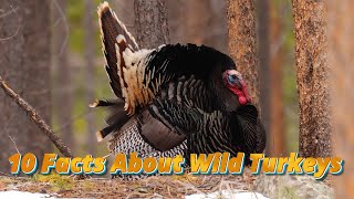 10 Astonishing Facts! 🌿 About Wild Turkeys