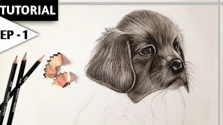 How to draw realistic dog sketch | drawing dog easy | step by step Tutorial