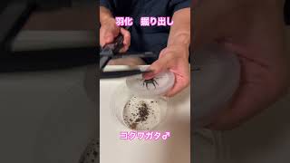 【一喜一憂】クワガタ　羽化掘り出し　コクワガタ♂